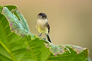 Flycatcher Gallery: Black-capped flycatcher
