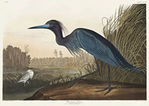 Boarder Collection: Blue Crane or Heron From Birds of America (1827)