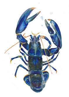 A Blue Lobster