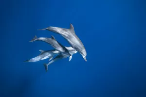 Photographie Gallery: Bottlenose dolphin family