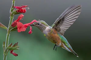 Broad Tailed Hummingbird Collection: Broad tailed hummingbird
