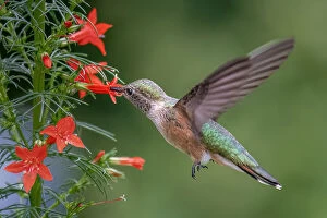 Broad Tailed Hummingbird Collection: Broad tailed hummingbird