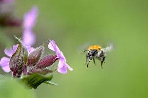 Images Dated 25th May 2013: the bumblebee