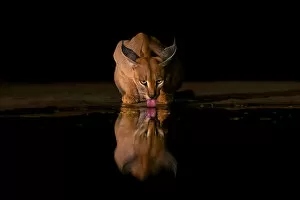 Lynx Gallery: Caracal drinking time