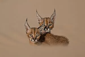 Images Dated 5th August 2018: caracal schmitzi