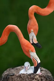 Birds Nest Gallery: Caribbean flamingo family