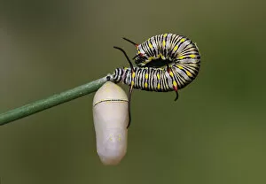 caterpillar and pupae