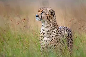 Feline Gallery: Cheetah Close Up