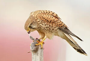 Images Dated 9th February 2016: Common Kestrel with Field Mouse
