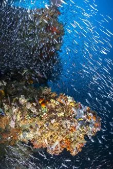 Misool Gallery: Coral reef under the sun of Raja Ampat