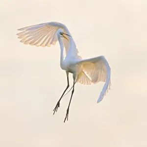 Images Dated 20th January 2016: Dancing in The Air