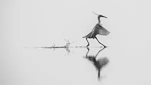 Images Dated 6th March 2016: 'Dancing on the water'