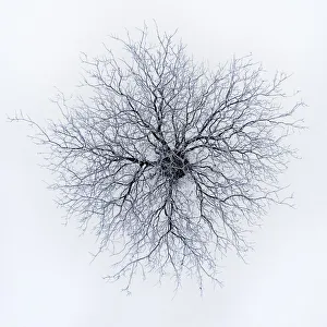 Dendrites Gallery: Dendrites