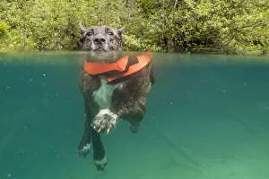 Life Jacket Gallery: in his element