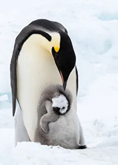King Penguin Gallery: ENJOY MOMMYs LOVE