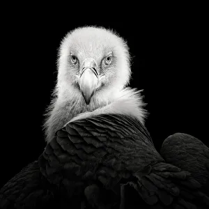 Vulture Gallery: Eurasian Griffon #6