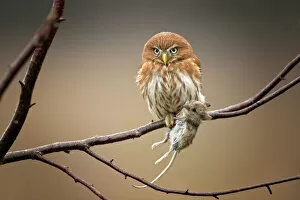 Images Dated 18th August 2018: Ferruginous Pygmy Owl