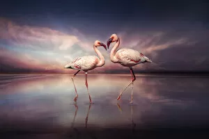FlamingoLove