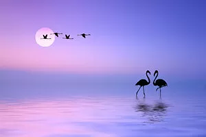 Playa Gallery: Flying Flamingo