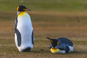 King Penguin Gallery: friends in the grass