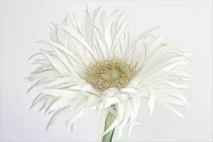 Frivolous Flower