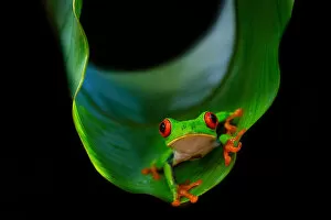 Tree Frogs Gallery: Frog on a leaf