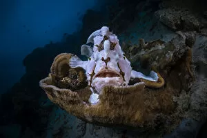 Photographie Gallery: The Frogfish Trone