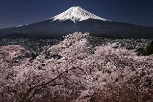 Fuji Gallery: Fujiyama & Sakura