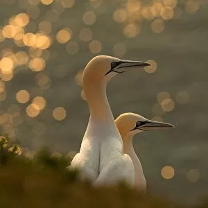 Gannets in sunset