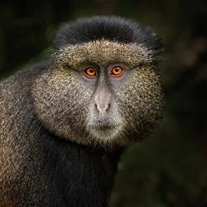 Related Images Collection: Golden Monkey in the Volcanoes National Park, Rwanda