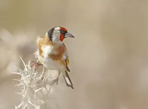 Images Dated 15th December 2016: Goldfinch - Profile