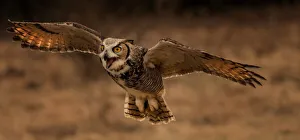 Images Dated 6th March 2016: Great Horned Owl