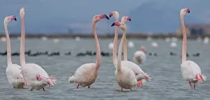 Images Dated 16th October 2008: Greater flamingo