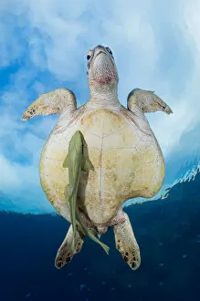 Green Sea turtle survivor
