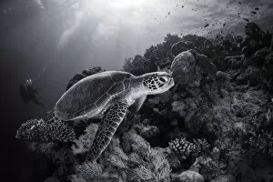 Green turtle in black and white