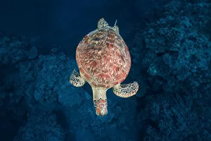 Photographie Gallery: Green turtle on blue water