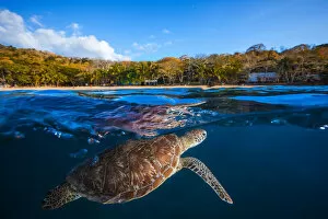 Photographie Gallery: Green Turtle - Sea Turtle