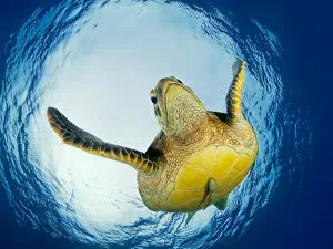 Images Dated 7th August 2015: Green Turtle in Snells Window