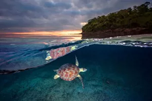 Photographie Gallery: Green turtle with sunset