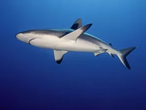 Images Dated 14th February 2017: Grey Reef Shark (Carcharhinus amblyrhynchos)