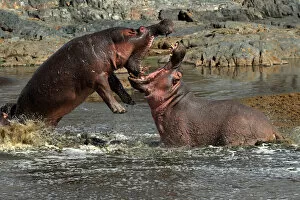 Hippos fight