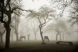 Graze Gallery: Horses in a foggy orchard