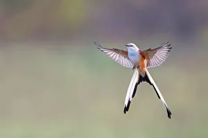 Flycatcher Gallery: Hug the morning