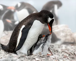 Gentoo Gallery: 'I am hungry'