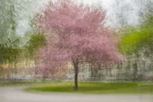 Images Dated 7th December 2019: Japanese Cherry Tree in Eskils Park