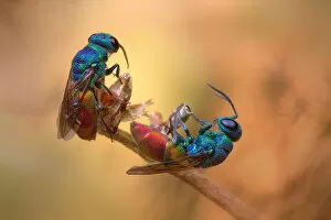 Wasps Gallery: Jewel wasps