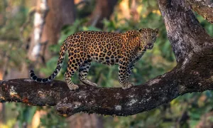 Images Dated 6th March 2016: Kabini 31