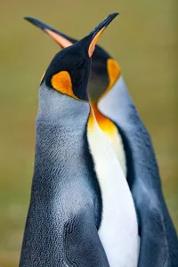 King Penguin Gallery: King penguin
