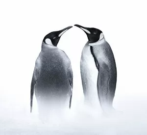 Tender Gallery: we are King penguin