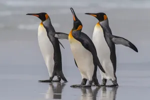 King Penguin Gallery: King Penguins at the Falklands